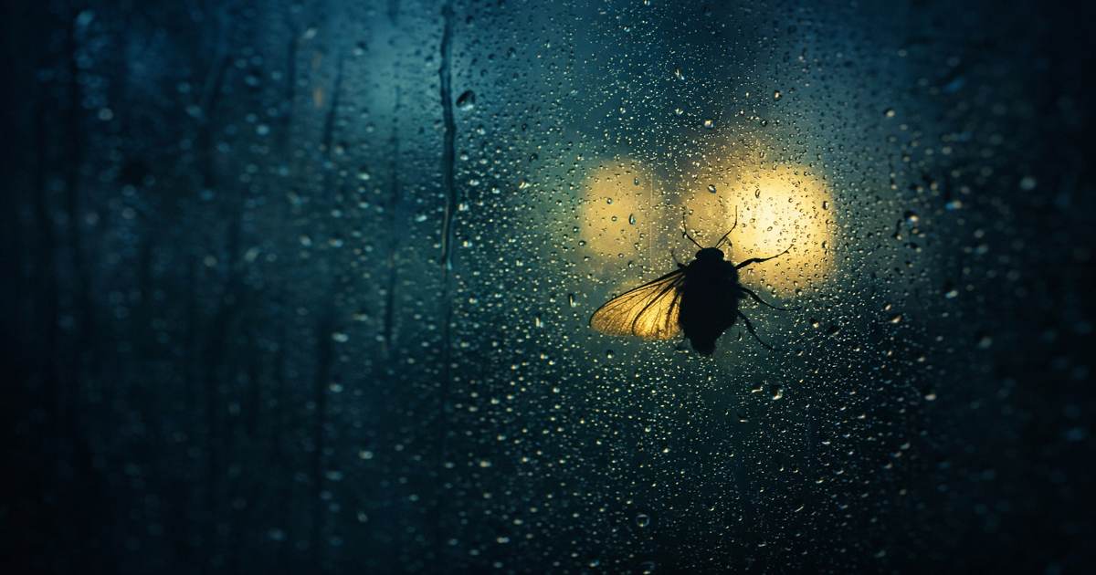 Manevar insekata ilustracija